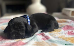 Labradoodle dogs for sale: Miniature Labradoodles  - Image 3