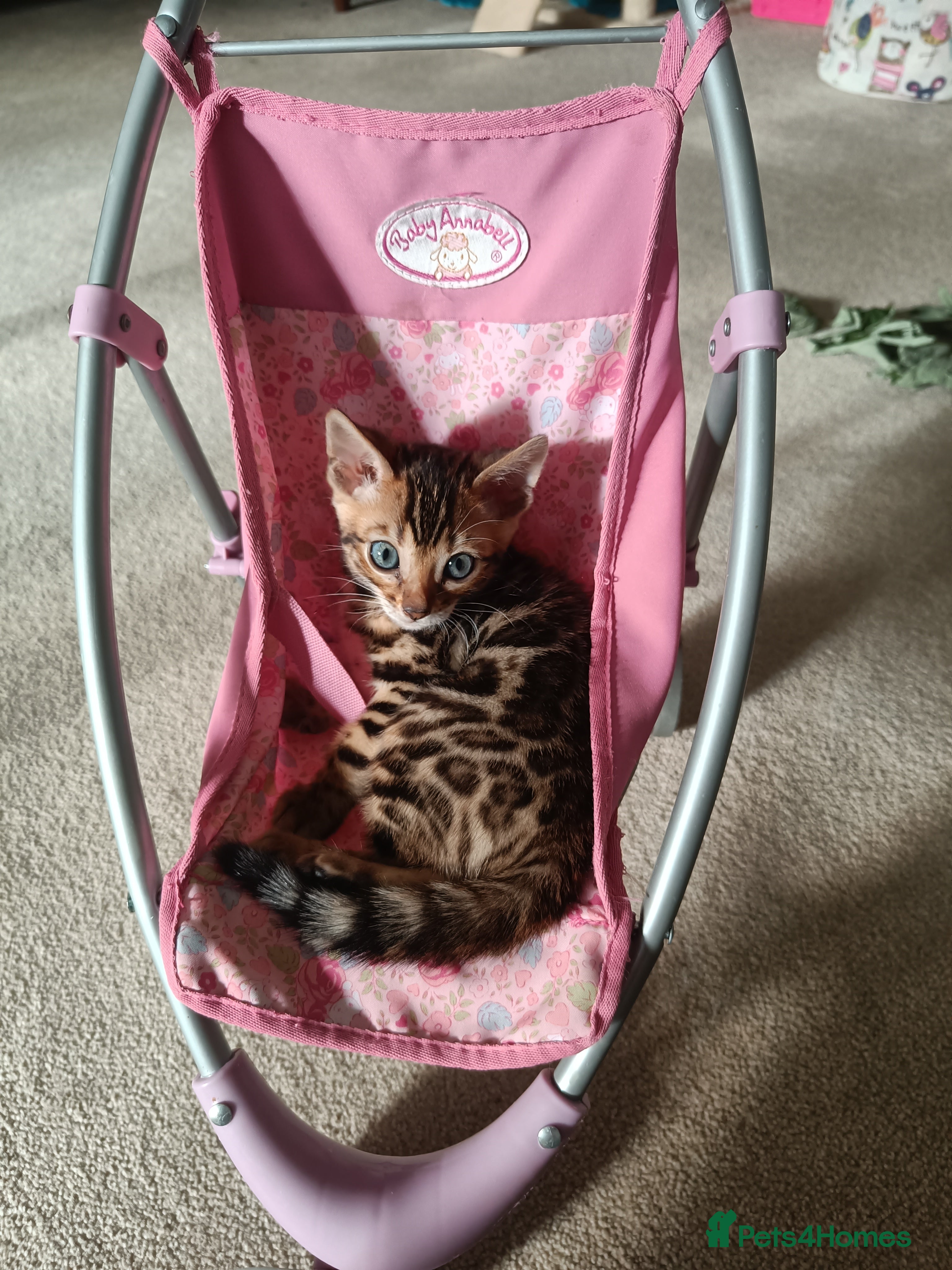 Bengal cats Absolutely beautiful pedigree bengal kittens - Advert 2