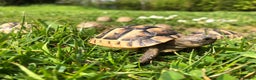 Tortoise reptiles for sale: Baby Spur Thigh Tortoises  - Advert 5