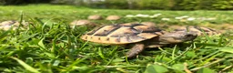 Tortoise reptiles for sale: Baby Spur Thigh Tortoises  - Advert 5