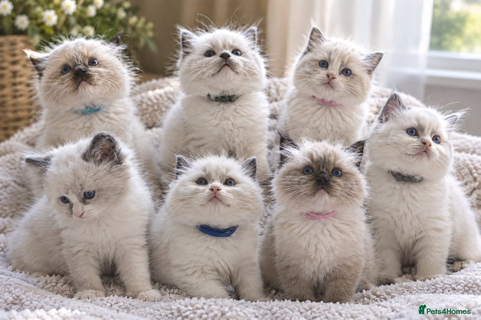 Ragdoll cats 💙 GCCF Ragdoll Kittens – 4 Girls & 3 Boys 💙 - Advert 3