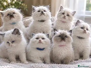 Ragdoll cats 💙 GCCF Ragdoll Kittens – 4 Girls & 3 Boys 💙 - Advert 3