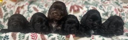 Cocker Spaniel dogs for sale: KC Registered Show Cocker Spaniel Puppies - Advert 2