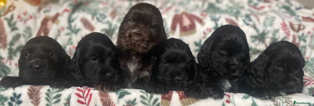 Cocker Spaniel dogs for sale: KC Registered Show Cocker Spaniel Puppies - Advert 2