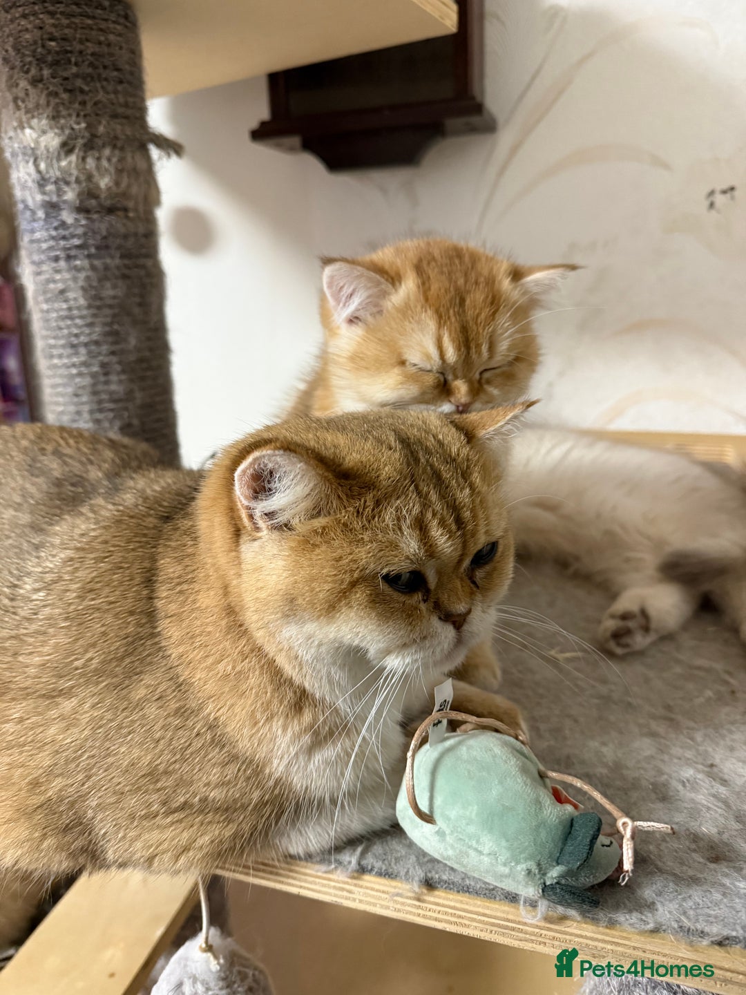 British Shorthair cats for sale: ✨ Golden BSH girls Looking for Loving Homes ✨ - Advert 5