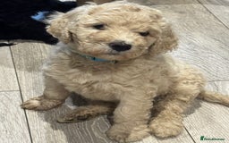 Goldendoodle dogs for sale: Golden doodle F1B stunning puppies  - Image 14