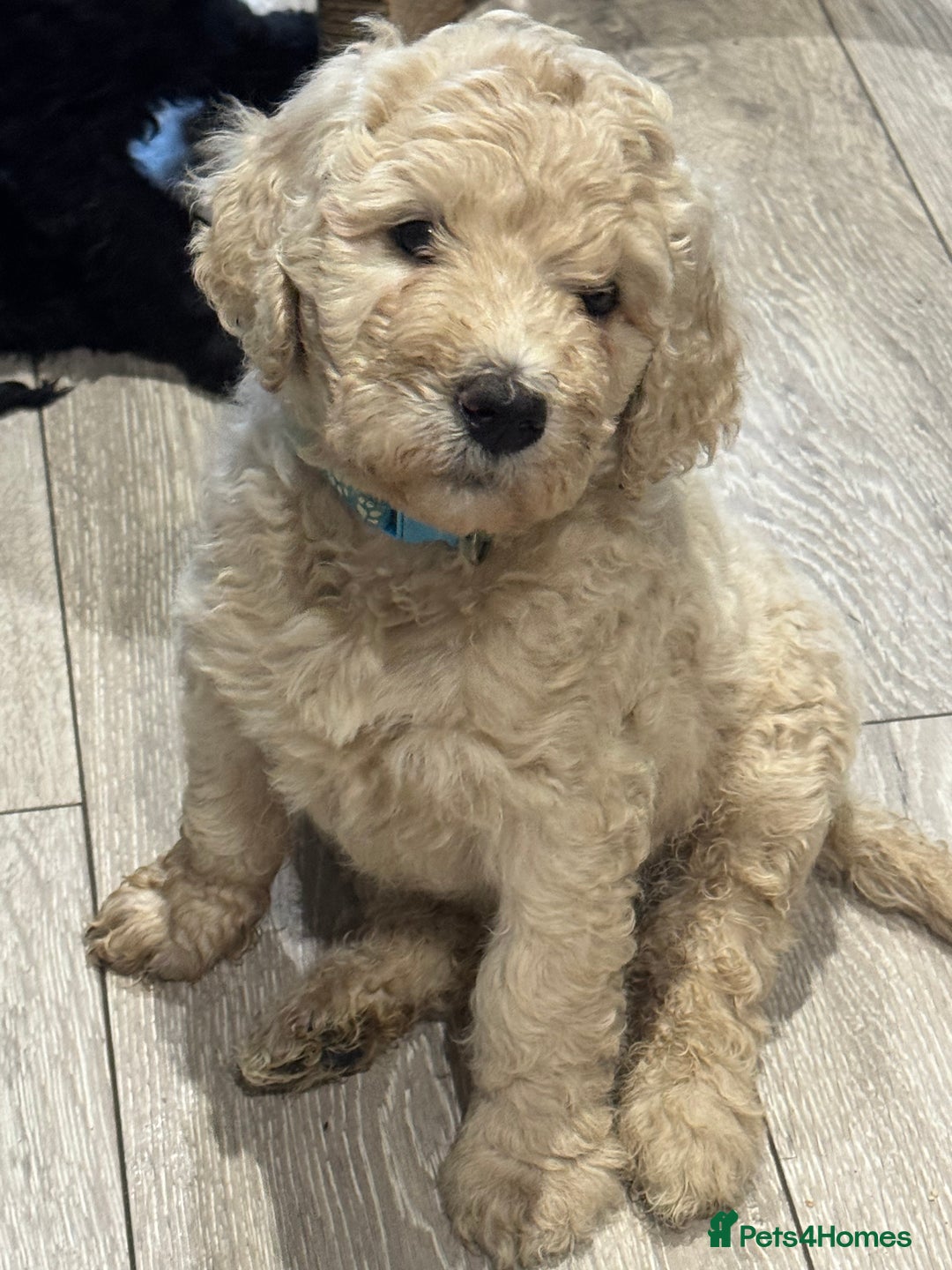 Goldendoodle dogs for sale: Golden doodle F1B stunning puppies  - Image 14