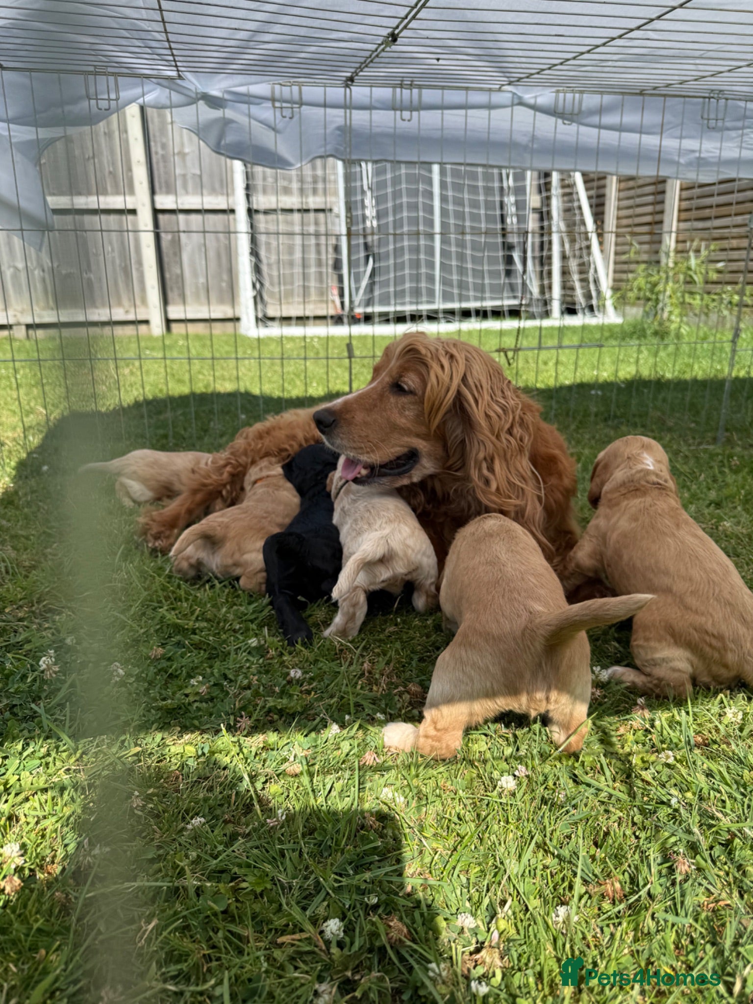 Cockapoo dogs FB1 Cockapoos for sale  - Advert 1