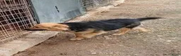 Mixed Breed dogs for adoption: Meet Maple, currently residing in Essex  - Advert 3