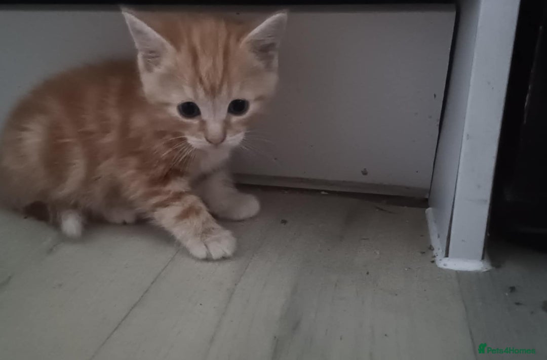 Mixed Breed cats for sale: 4 kittens looking for a forever home  - Advert 3