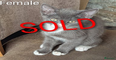 Mixed Breed cats - Advert 9
