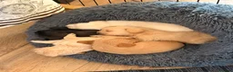 Mixed Breed dogs for sale: Norfolk tear Cross  - Advert 7