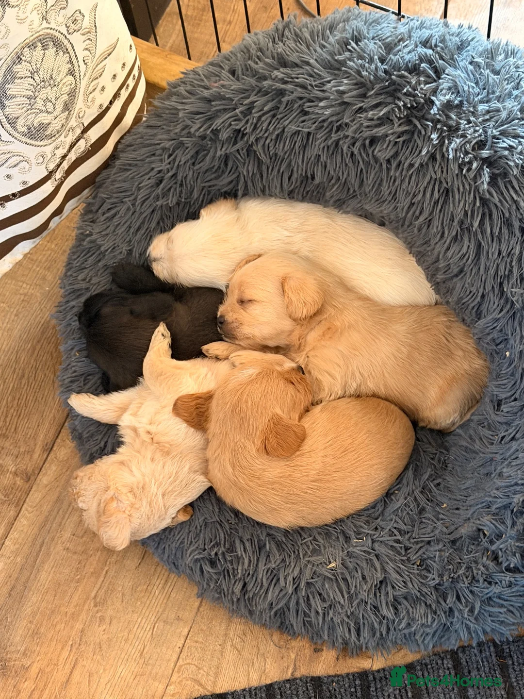 Mixed Breed dogs for sale: Norfolk tear Cross  - Advert 7