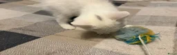 Mixed Breed cats for sale: Adorable White Ragdoll Cross Kittens For Sale - Advert 5