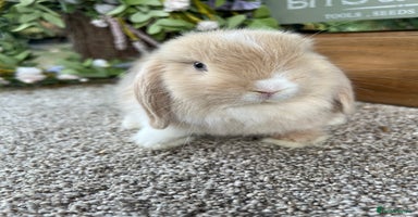 Mini Lop rabbits - Advert 3