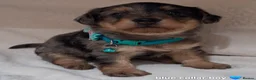 Jack Russell dogs for sale: ♡♡♡Beautiful Jack Russel Puppies Ready Soon!!♡♡♡ - Advert 9