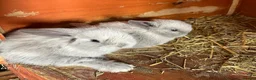 Mini Lion Lop rabbits for sale: Late summer babies  - Advert 10