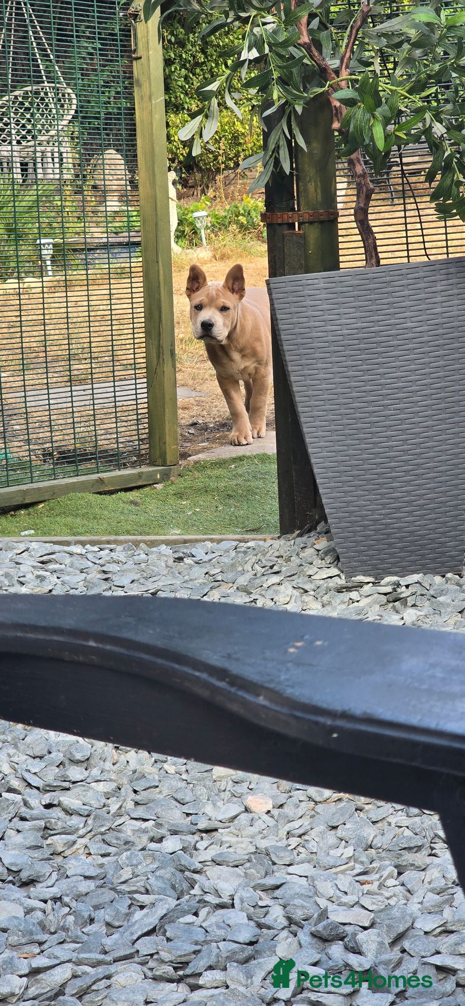 Mixed Breed dogs Charlie the Chaffy **A special boy**  - Advert 2