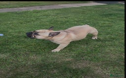 French Bulldog dogs for stud: Standard Fawn French Bulldog Stud. Silver Tested!! - Image 6