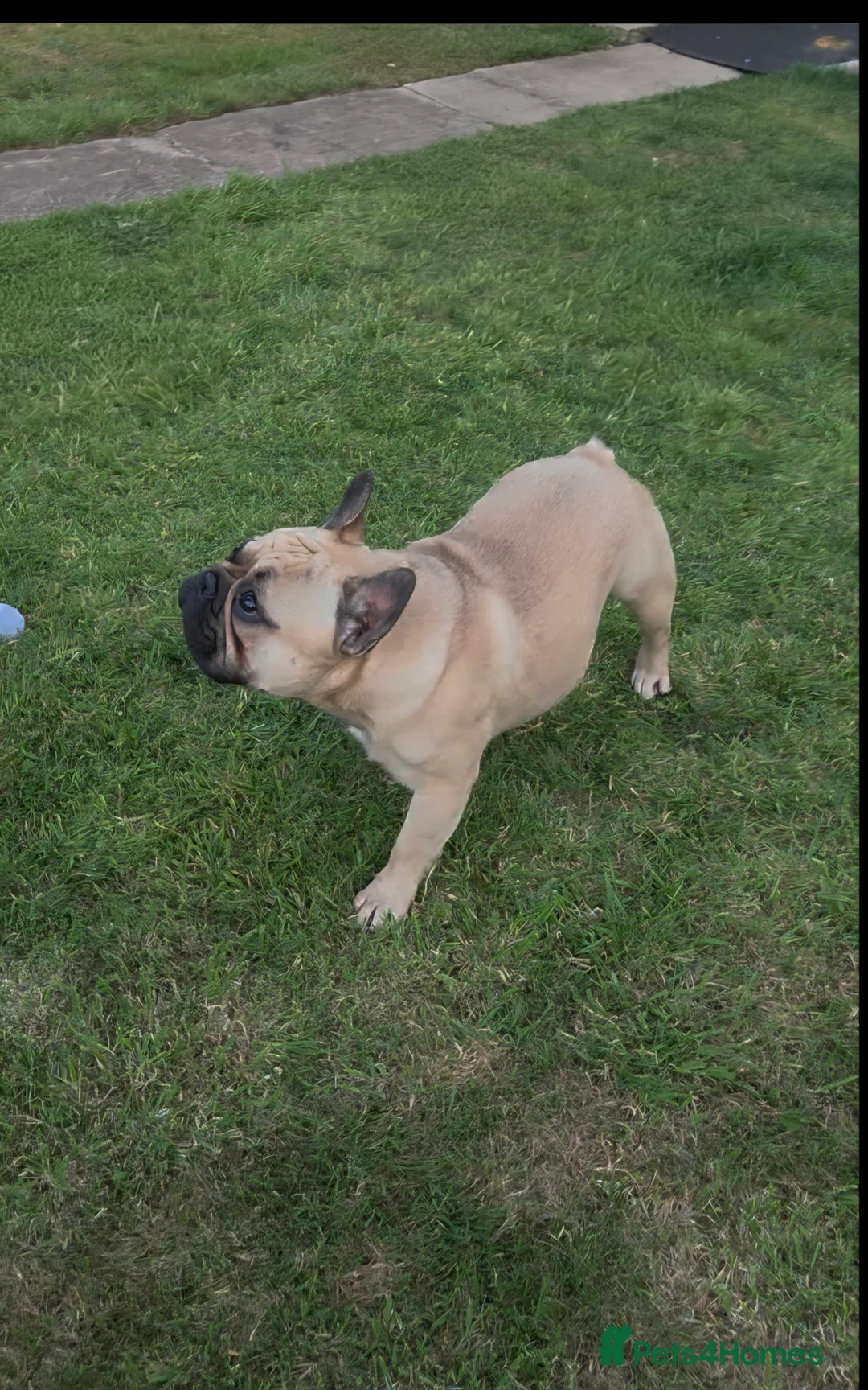 French Bulldog dogs for stud: Standard Fawn French Bulldog Stud. Silver Tested!! - Advert 6
