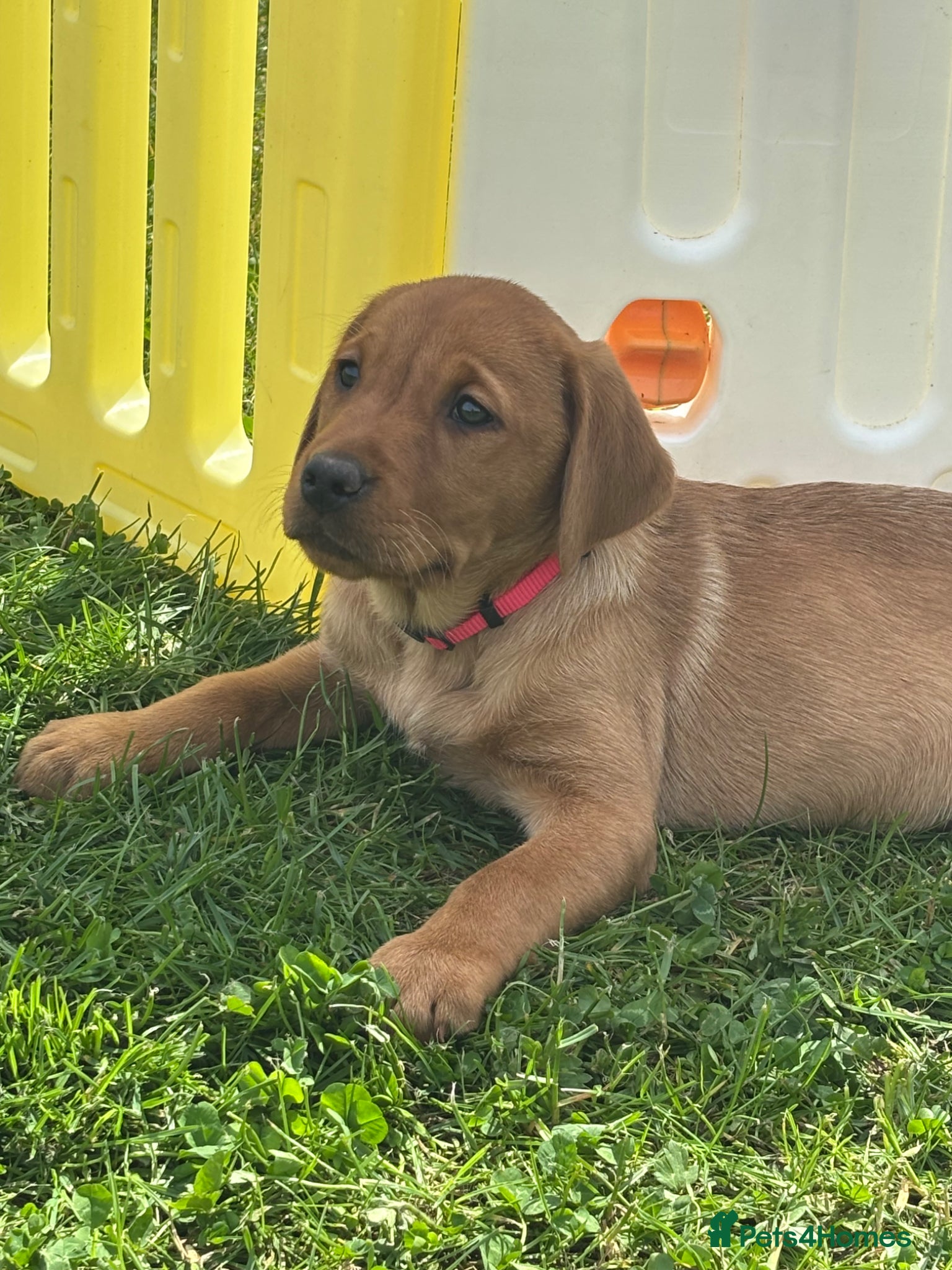 Labrador Retriever dogs Stunning litter of Fox red puppies  - Advert 1