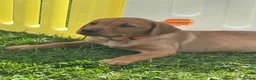 Labrador Retriever dogs for sale: Stunning litter of Fox red puppies  - Advert 5