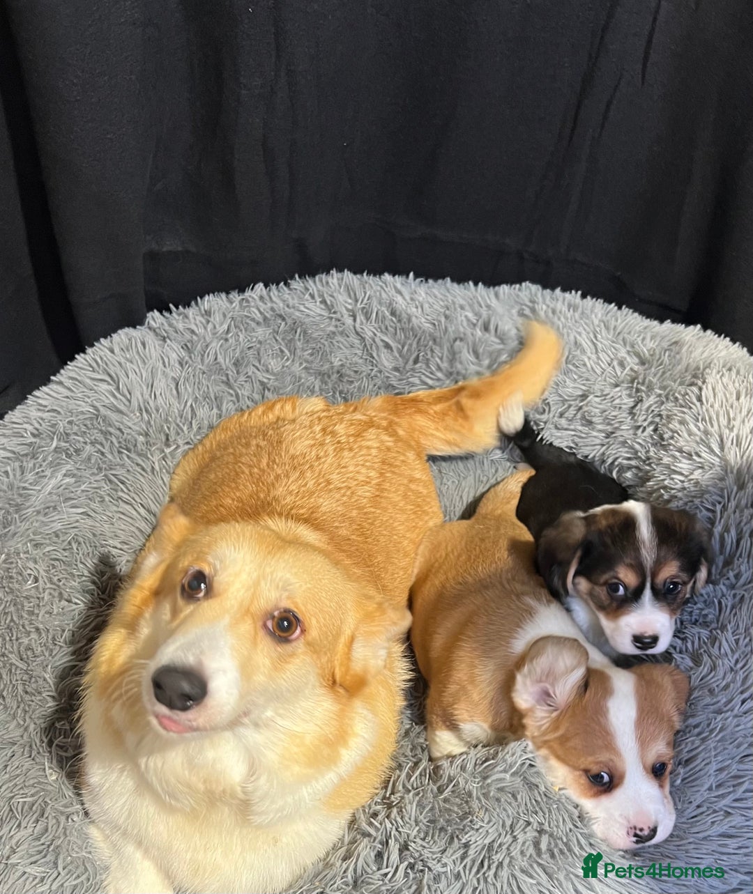 Welsh Corgi Pembroke dogs for sale: Corgi puppies, 2 brothers.  - Advert 4