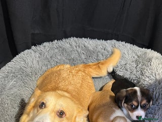 Welsh Corgi Pembroke dogs Corgi puppies, 2 brothers. - Advert 2