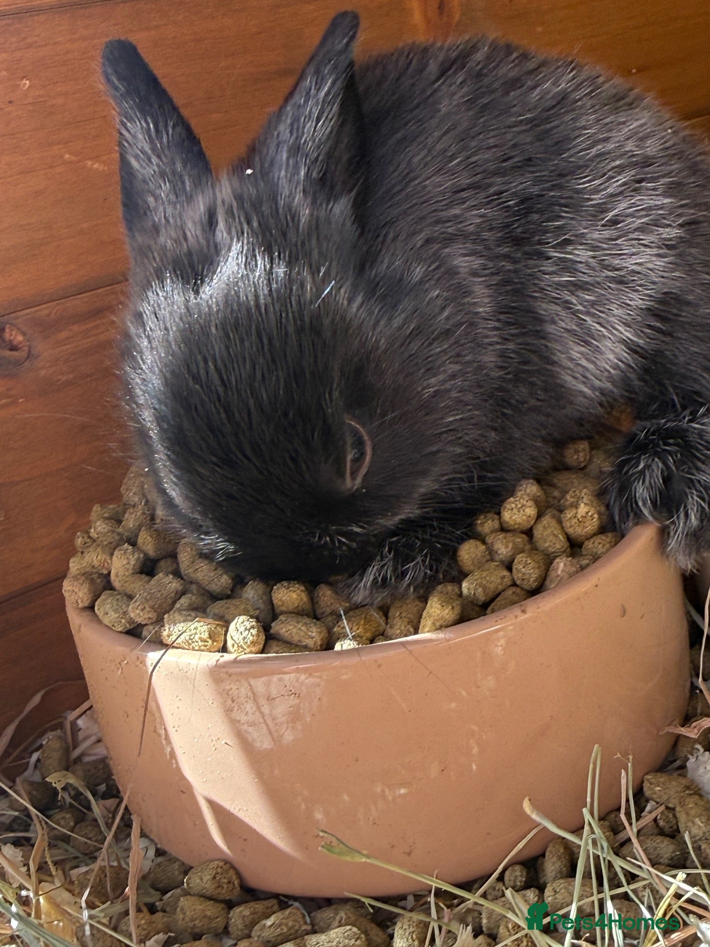 Mixed Breed rabbits 3 bunnies available  - Advert 9
