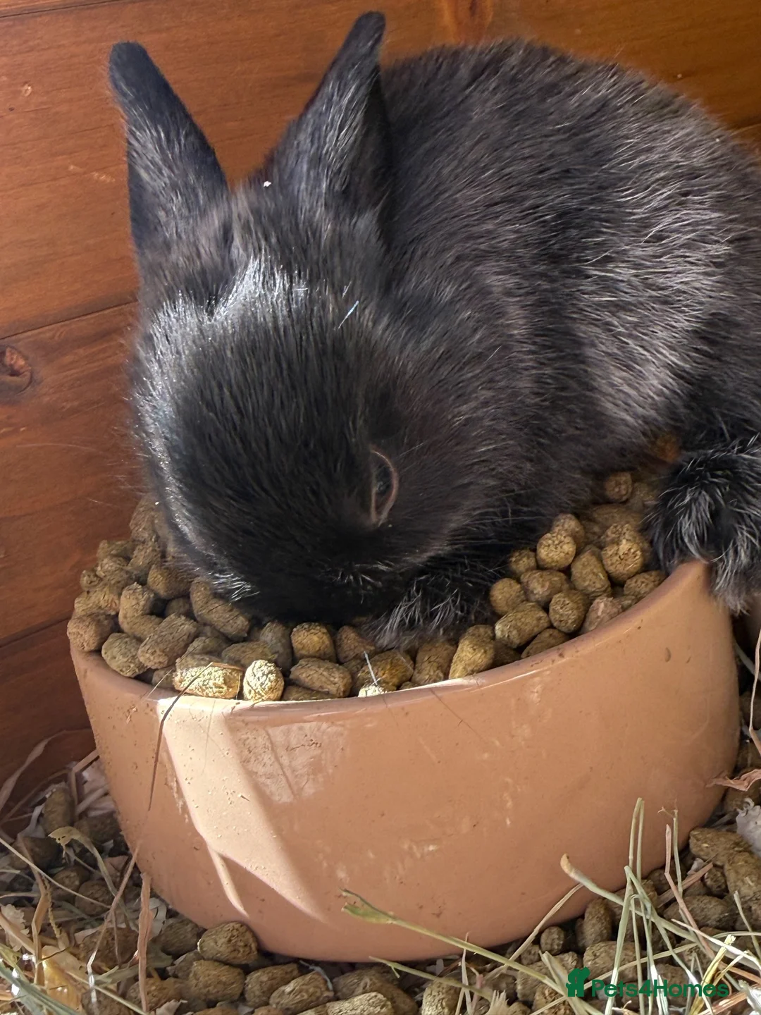 Mixed Breed rabbits for sale: 3 bunnies available  in Tunbridge Wells - Advert 1