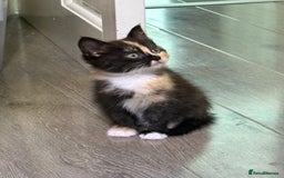 British Longhair cats for sale: Kittens for sale - Image 6