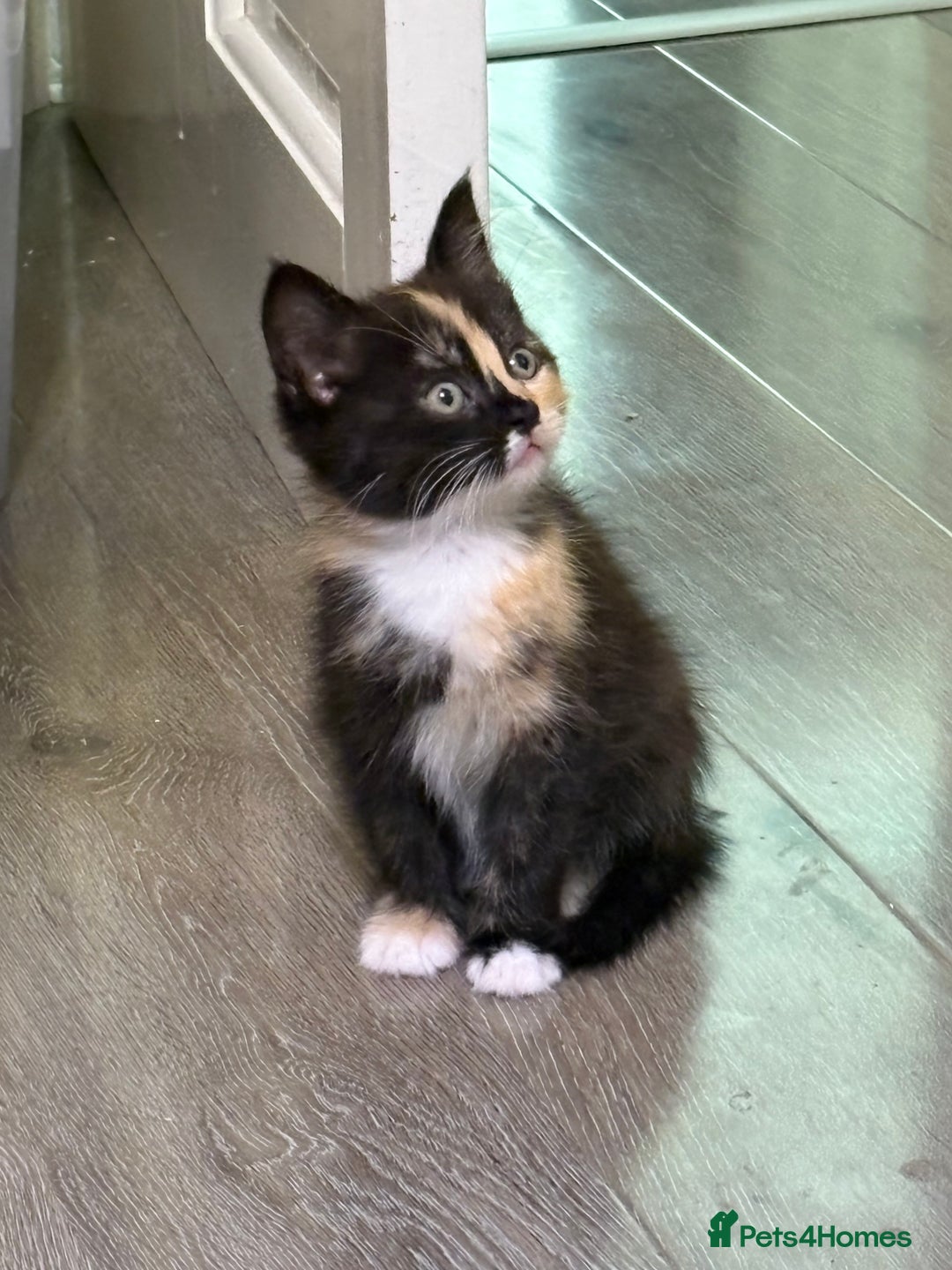 British Longhair cats for sale: Kittens for sale - Image 6