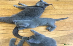 Russian Blue cats for sale: 😻😻The most adorable Russian blue kitten for sale - Image 6