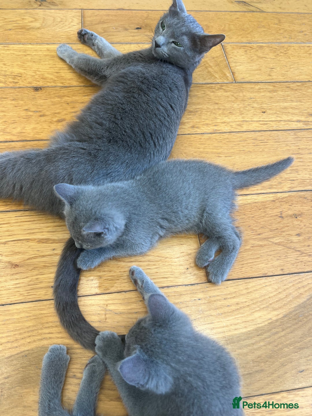 Russian Blue cats for sale: 😻😻The most adorable Russian blue kitten for sale - Image 6