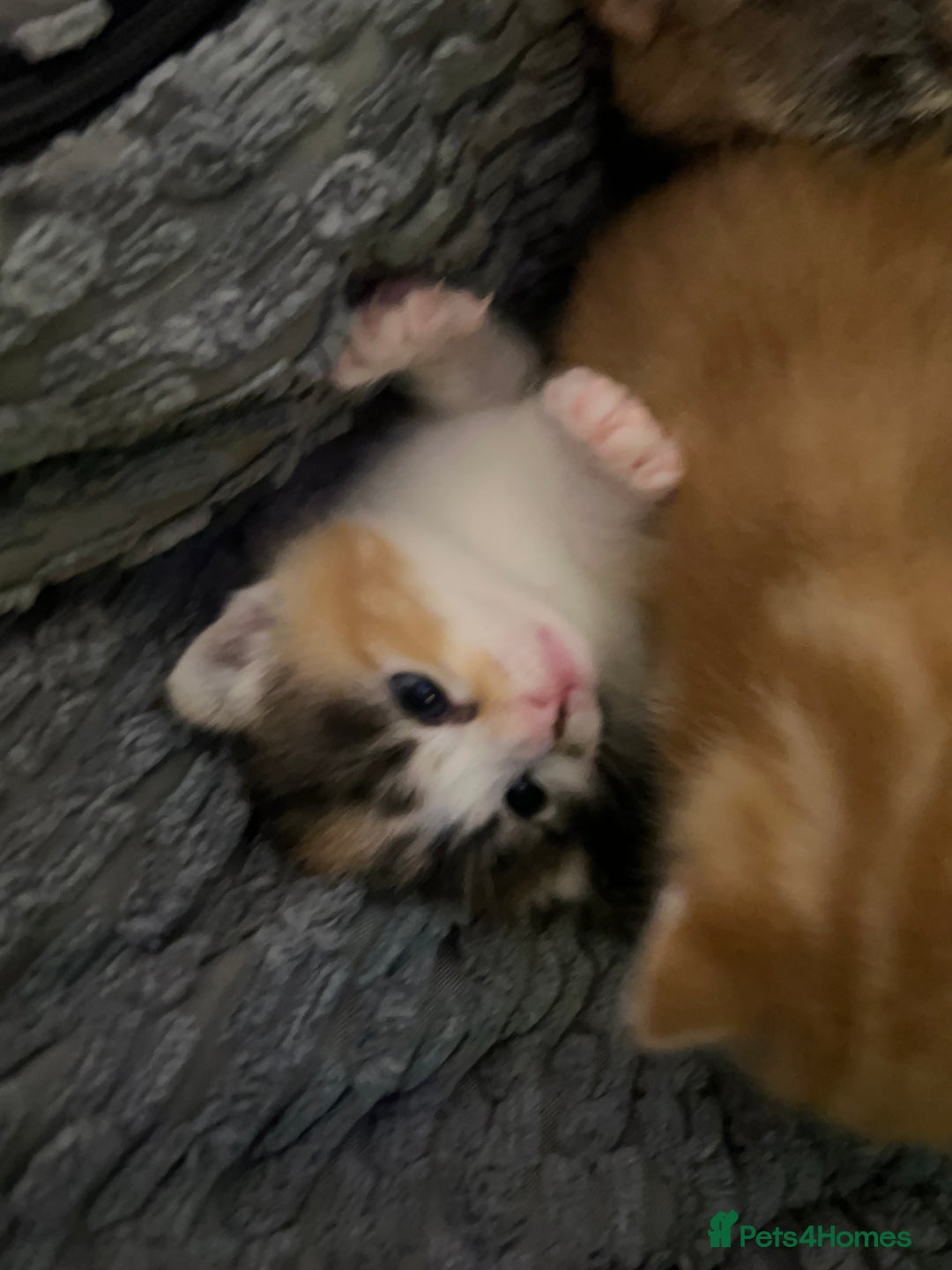 Mixed Breed cats for sale: Mixed breed kittens loving for their forever home - Advert 13