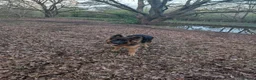 German Shepherd dogs for sale: German Shepherd, 11 Months – Loving Home Needed - Advert 2