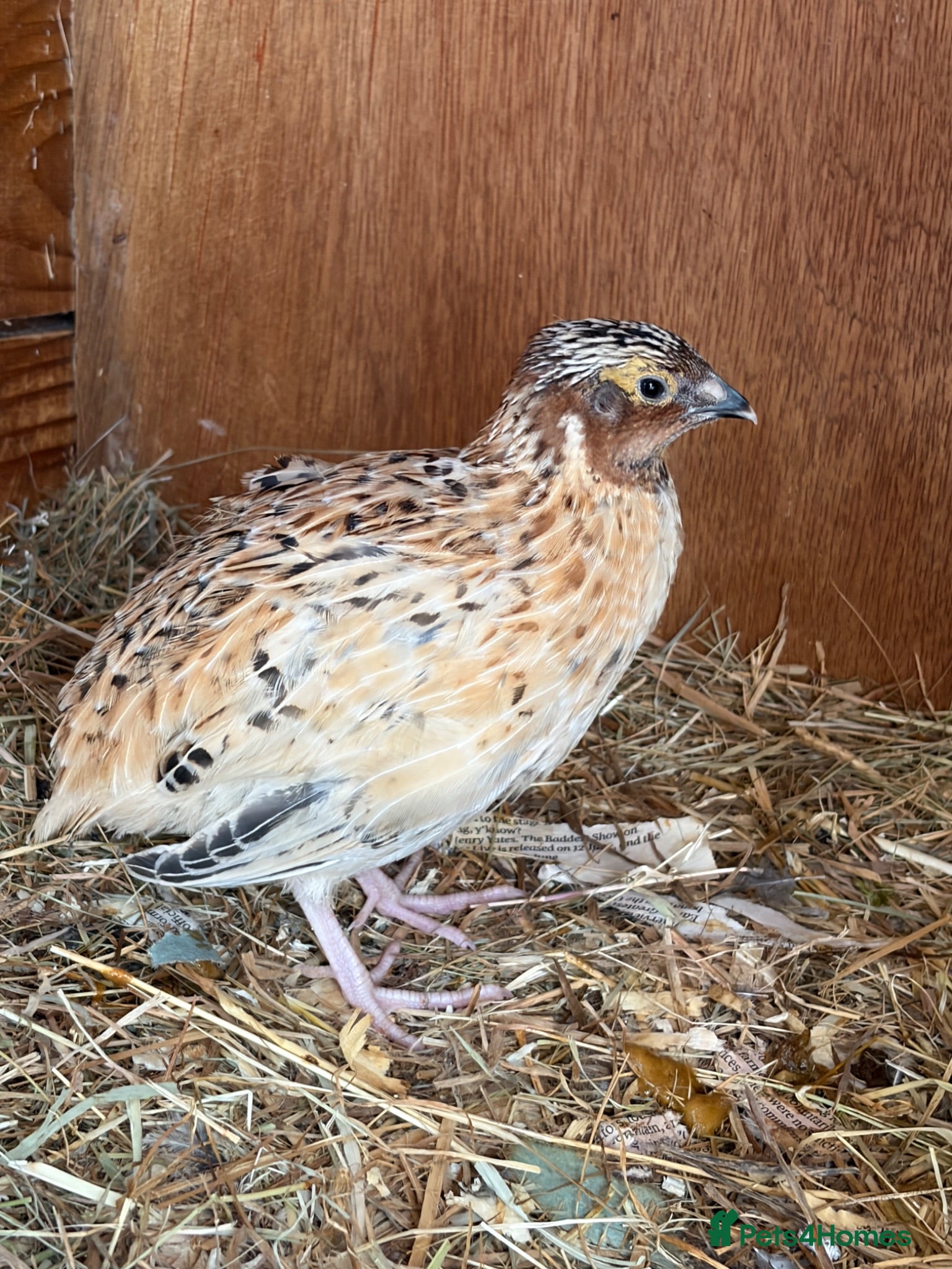 Quail poultry Young Male quail  - Advert 1
