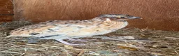 Quail poultry for sale: Young Male quail  - Advert 1