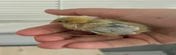 Quail poultry for sale: Button quail  - Advert 2