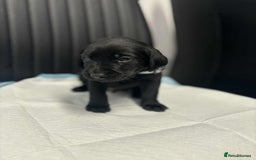 Labrador Retriever dogs for sale: Adorable KC registered fox red and black labs  - Image 19