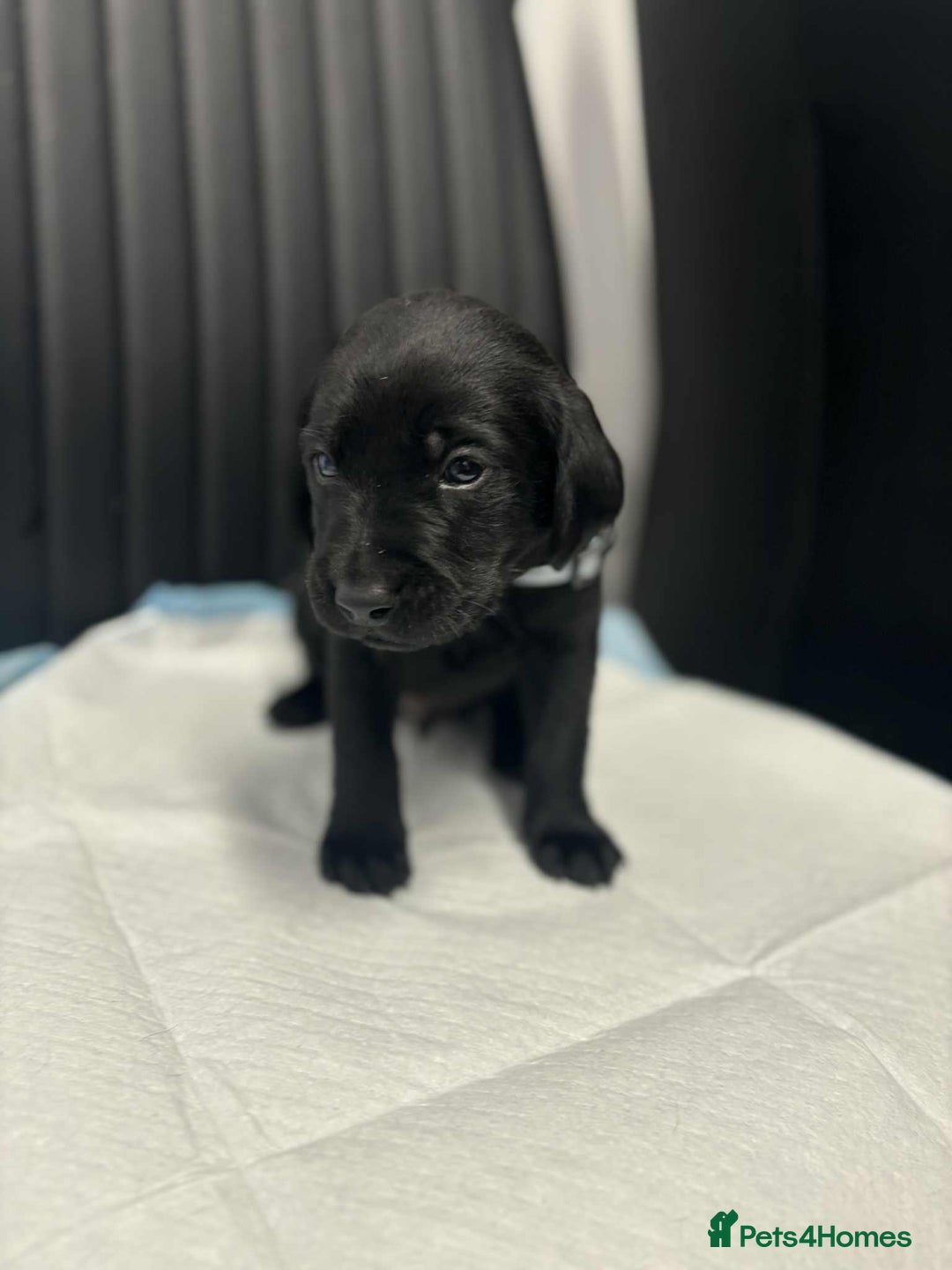 Labrador Retriever dogs for sale: Adorable KC registered fox red and black labs  - Image 19