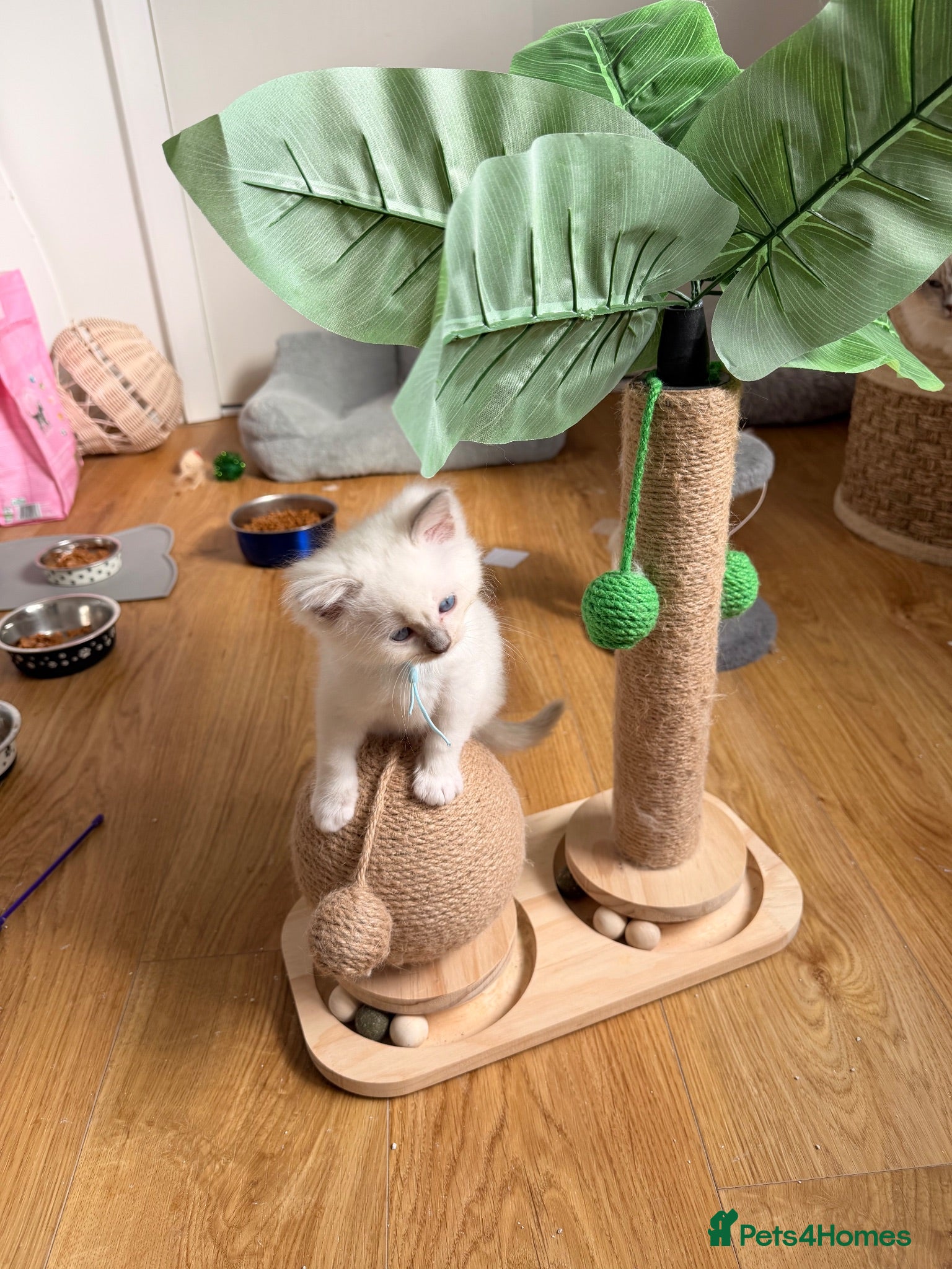 Ragdoll cats 🩵 GCCF Rare Lilac Male Ragdoll Kittens  - Advert 2