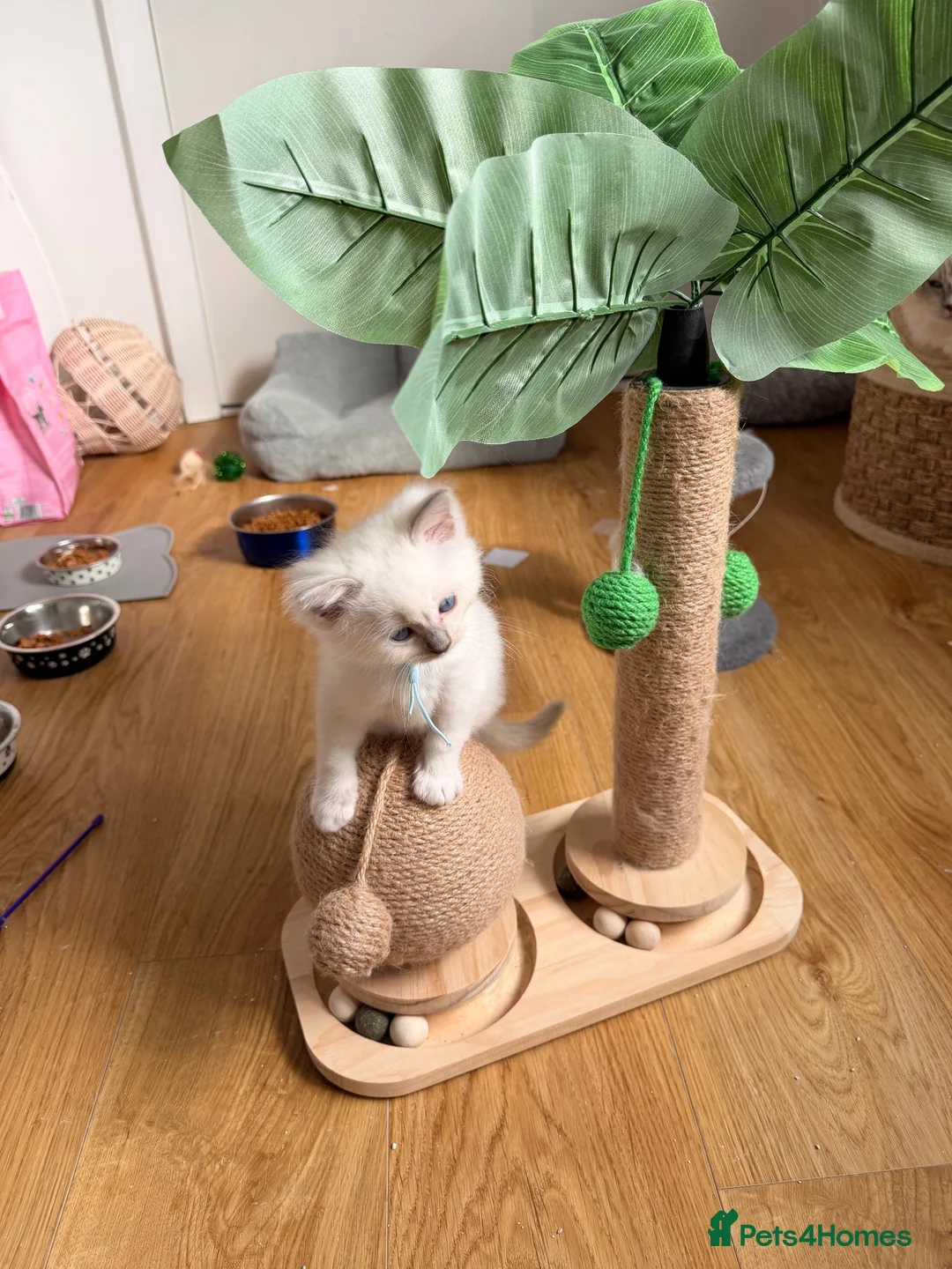 Ragdoll cats for sale: 🩵 GCCF Rare Lilac Male Ragdoll Kittens  - Advert 2