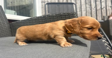 Miniature Dachshund dogs - Advert 1