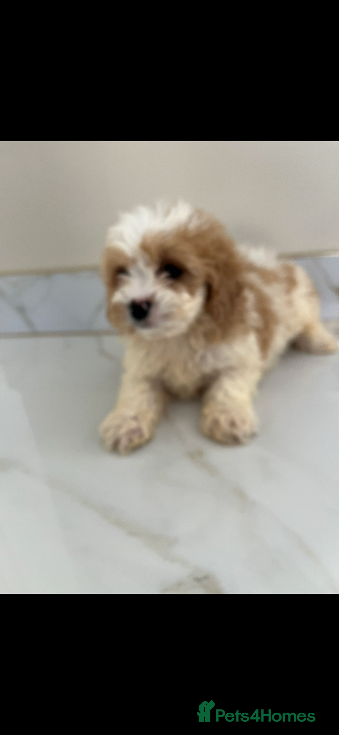Cavapoo dogs for sale: Stunning Blenheim F1 Cavapoo’s puppies  - Image 8
