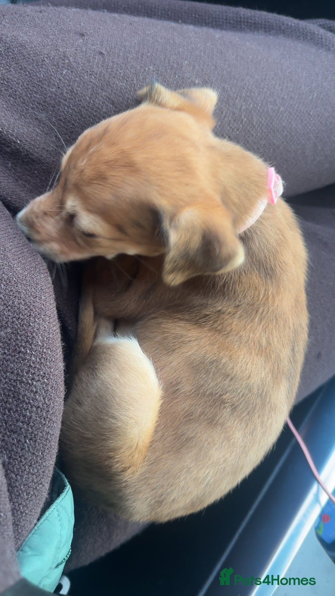 Lurcher dogs for sale: 1 LEFT - ready 7/12 Beautiful lurcher puppies  - Advert 5