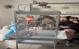 Parrots birds for sale: Ring necked parrot 🦜  - Image 4