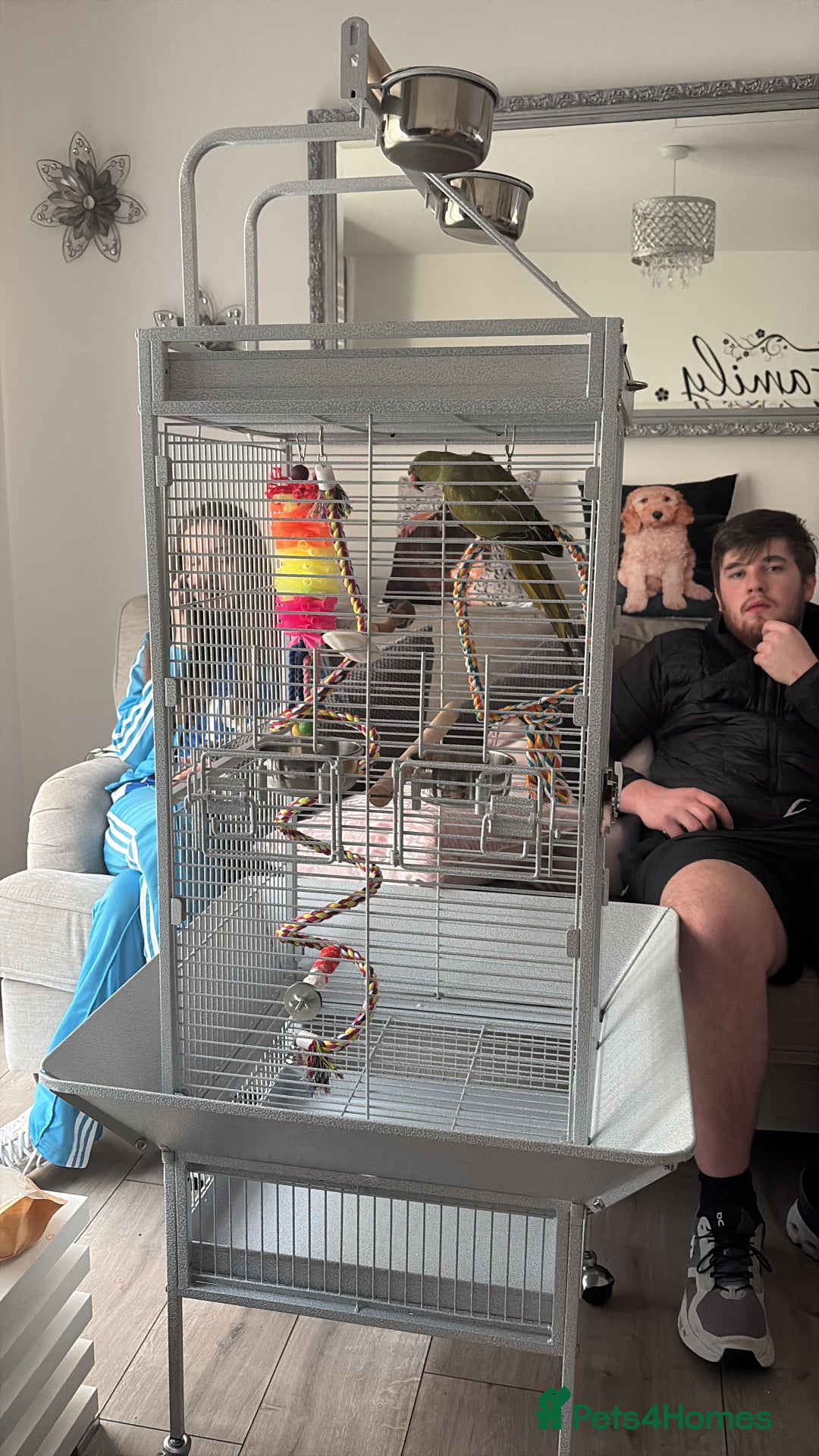 Parrots birds for sale: Ring necked parrot 🦜  - Image 4