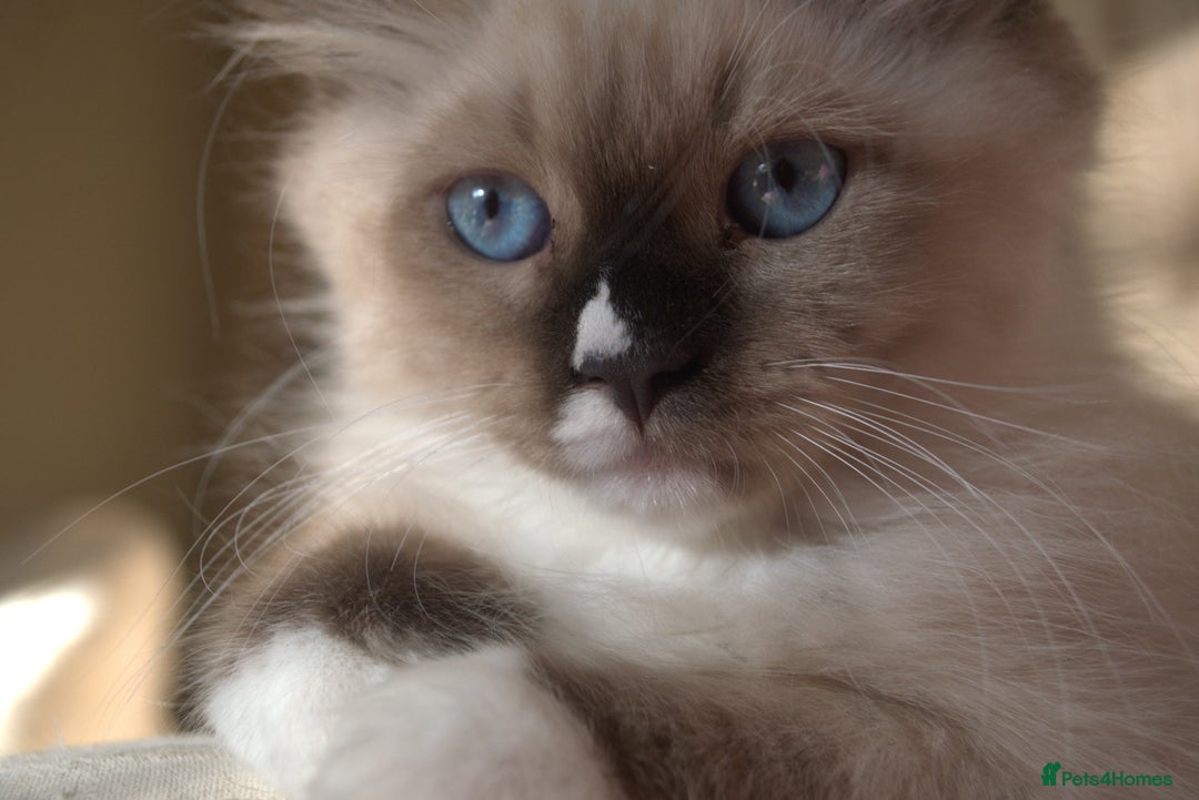 Siberian cats for sale: Litter "W" Neva Masquerade - Image 11