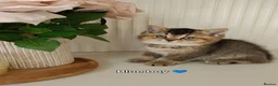 British Shorthair cats for sale: Beautiful Black Golden Shaded BSH kittens - Advert 13